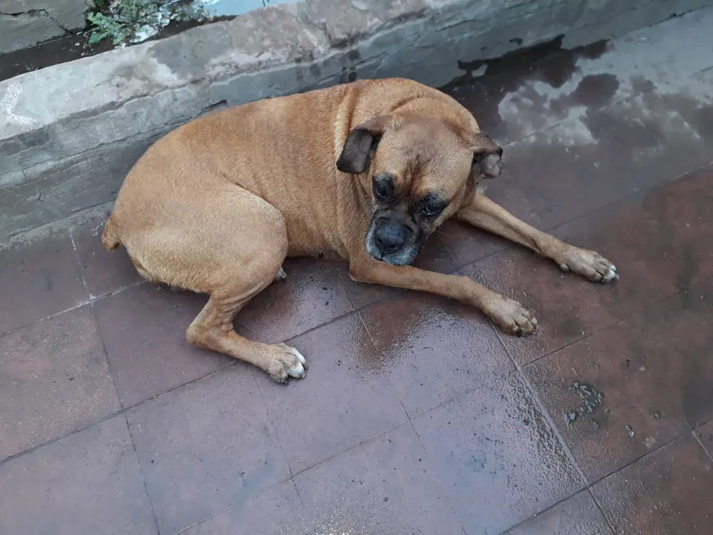 Bóxer echado en el piso, descansando