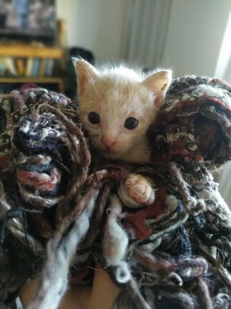 Gatito naranja asomado entre una manta tejida
