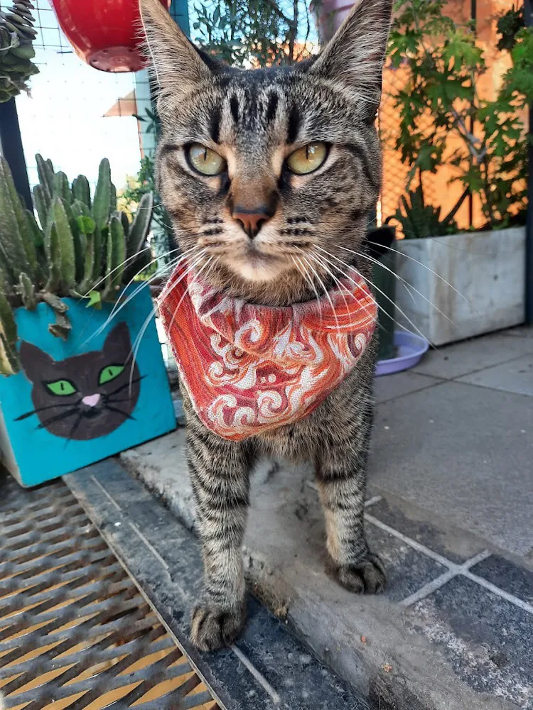 Gato atigrado con un pañuelo rojo al cuello