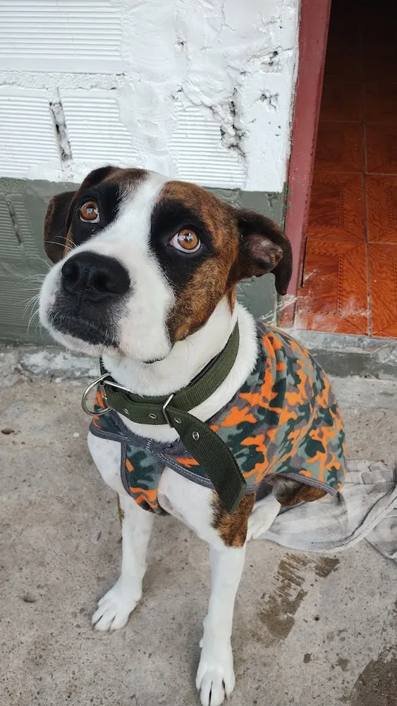 Perro marrón y blanco sentado, con abrigo camuflado