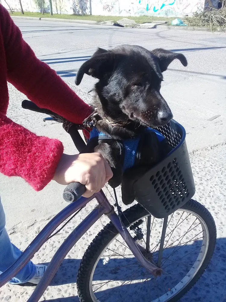 Perro negro asomado en la canasta de una bicicleta