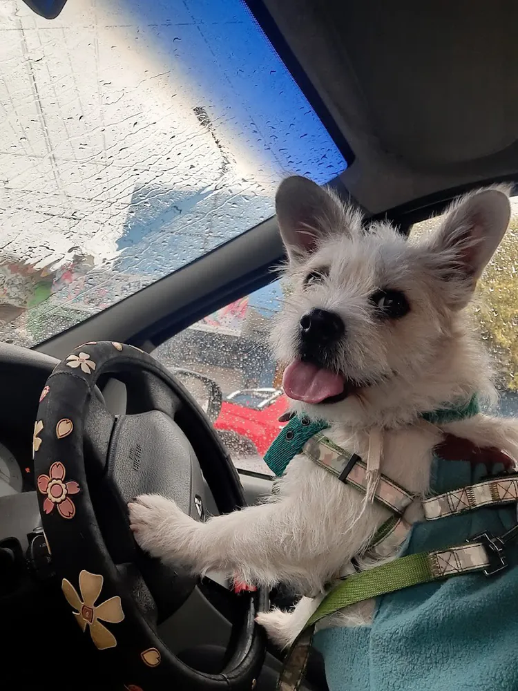 Perro blanco sonriente en el asiento del conductor de un auto